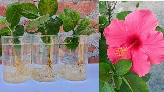 Tried to propagate hibiscus cuttings in water see the results  how to grow hibiscus plant [upl. by Vasyuta]