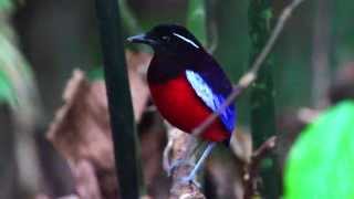 Birds of Sepilok  Rainforest birds of Sabah [upl. by Romano651]