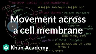 How do things move across a cell membrane  Cells  MCAT  Khan Academy [upl. by Alram]