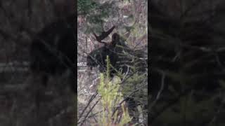 A Shiras Bull Moose Emerges from the Timber [upl. by Drucie870]