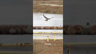 A Goose was a lot more than this Young Peregrine Falcon could handle as a preyfalcon peregrine [upl. by Tybalt605]