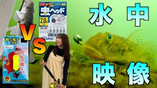 塩釜から船で２０分！気軽に行けてめちゃ釣れる島で色々試した調査報告 [upl. by Florina]