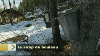 Reportage sur le sirop de bouleau [upl. by Anaeel585]