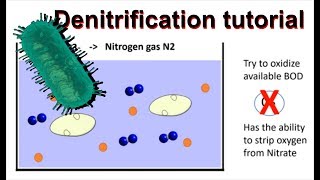 How does denitrification work and simultaneous nitrificationdenitrification [upl. by Ymmak826]