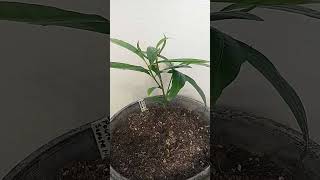 Pouteria Mamey Sapote Seedling [upl. by Fadiman499]