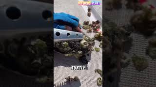 Rescuing a Turtle Covered in Barnacles [upl. by Naud]