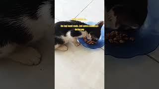 Selera makan Bu Miung berkurang [upl. by Yesrod]