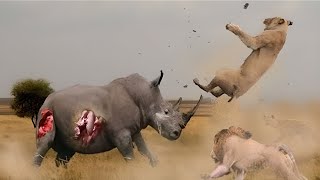 Lions Vs Rhino Amazing Video  Big Battle of Rhino Vs Lions Must Watch amp Share With Friends [upl. by Beckie875]