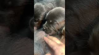 Puppys Nipple Addiction Is TOO CUTE to Handle cutepuppy puppy doglovers [upl. by Sherrill88]