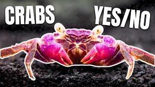 Here Are 15 Freshwater Crabs YOU Can Keep [upl. by Herzog]