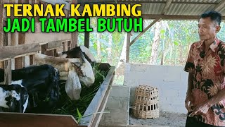 Tujuan Dan Keutamaan Peternak Kambing Semua Harus Di Pahami Dulu [upl. by Atreb36]