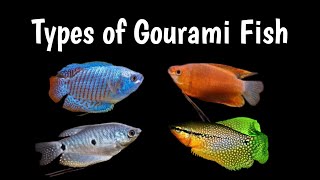 Top 18 Most beautiful Gourami Fish Varieties  அழகான கெளராமி மீன் வகைகள் 1 ShanAquarium [upl. by Danie]