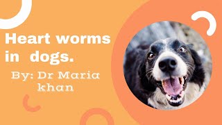 THE DIAGNOSIS AND TREATMENT OF HEARTWORMS IN DOGS [upl. by Osicran]