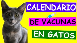 Calendario de Vacunación para GATOS Mantén a tu Felino Protegido y Saludable [upl. by Johann]