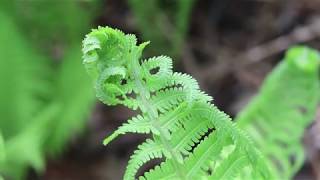 Plant Profile  Ostrich Fern [upl. by Charlena]