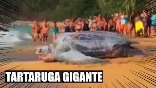 TARTARUGA GIGANTE APARECE NO RIO DE JANEIRO É REAL [upl. by Nylirak]