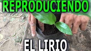 Como reproducir la planta de el lirio Eucharis Amazonica  Info Garden [upl. by Ahsart]