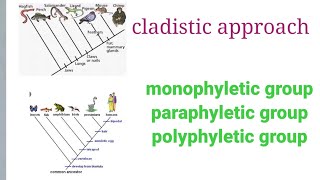 cladistic approach monophyletic groupparaphyletic group or polyphyletic group [upl. by Booze]