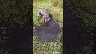 2 blue STAFFIES playing in the puddle after the rain [upl. by Sirraj]