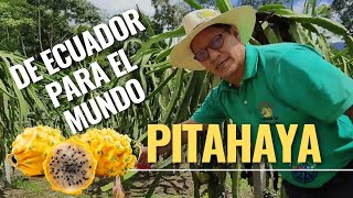 🇪🇨 Ecuador EXPORTA PITAHAYA al mundo El Pangui  Turisteando593 [upl. by Vallie]