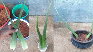 How to grow aloe vera from leaf [upl. by Chev401]