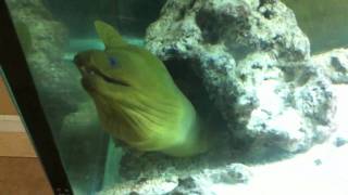 Green Moray Eel Feeding [upl. by Nebeur37]