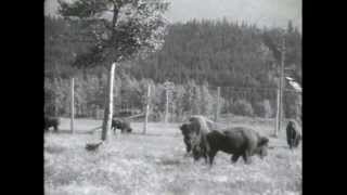 1926 Scenes of Banff Alberta Buffalo Paddock [upl. by Eiahpets]