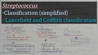 Streptococcus part1  Classification of streptococci [upl. by Akinam498]