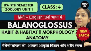 Habit Habitat Morphology amp Anatomy of BalanoglossusBSc 5th Semester Paper 2 Unit 1 [upl. by Pickett]