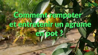 RÉUSSIR la CULTURE de son AGRUME Citronnier mandarinier  en pot🍋REMPOTER et ENTRETENIR [upl. by Ennirak605]