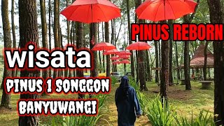 pemandangan indah di Songgon pinus 1 Banyuwangi Jawa timur [upl. by Llennoc]