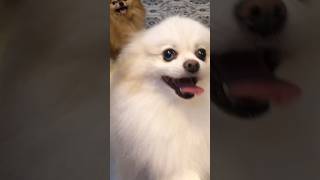 Pomeranian barking compilation funny moments [upl. by Neelyam]