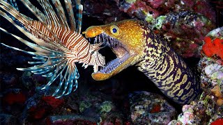 Teaching Eels to Eat Invasive Lionfish [upl. by Eniamsaj]