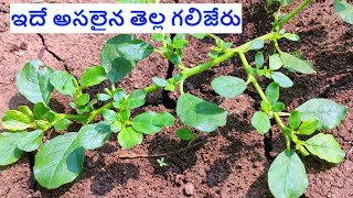 తెల్ల గలిజేరు గురించి మీకు తెలుసా  tella galijeru uses in telugu [upl. by Gariepy]