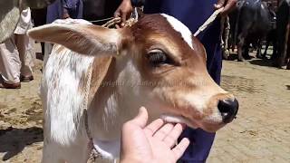 Australian Friesian Sahiwal Cow Mix Breed and Milk Capacity for Cattle Farming in Pakistan [upl. by Hiamerej]