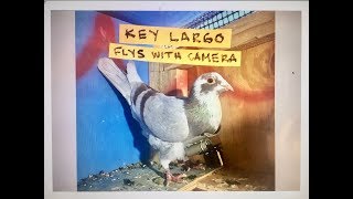 BABYLON PIGEONS 8  Flying Ace Homing Pigeon with Mini Camera [upl. by Htebaras501]