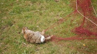 ferreting in derbyshire vlog 001ferretslongnetsrabbits and the butcher [upl. by Atnwahs199]