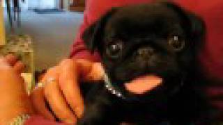 Our pug Maximus [upl. by Fital875]