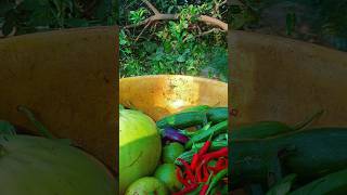 Fresh Organic Vegetable Harvest  Natural amp Pure Farming tranding shorts netural organic [upl. by Netsyrc160]