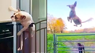 Great Escapes Animal Edition  Ozzy Man Reviews [upl. by Ssidnak]