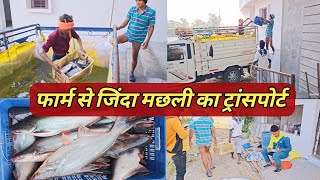 LIVE FISH TRANSPORT 🐠 जिंदा मछली को बाजार में कैसे ले जाएं।fishfarming intigratedfarming [upl. by Fischer]