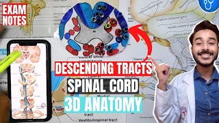 descending tracts of spinal cord anatomy 3d  spinal cord tracts anatomy [upl. by Ellehcin]