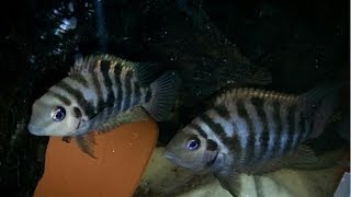 How To Breed Convict Cichlids [upl. by Deb]