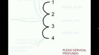 Plexo cervical [upl. by Aynotan]