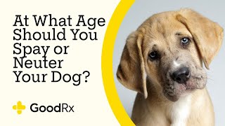 At What Age Should You Spay or Neuter Your Dog  GoodRx [upl. by Augusto]