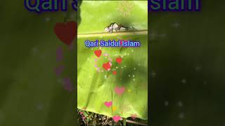 Qari Saidul Islam Quran Teluwat banglawazmafil unfrezzmyaccount bangladeshiwaz [upl. by Ahtis]