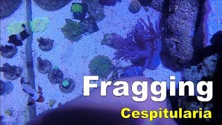 How to Frag Cespitularia Coral [upl. by Odracer]