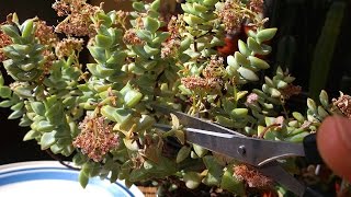 How to Deadhead Succulent Plants  Crassula [upl. by Elleira]