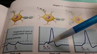 Graded Potentials EPSPs IPSPs and Summation [upl. by Pelagi319]