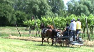 Addestramento puledro appaloosa in pariglia con cavallo trotter [upl. by Nannarb]